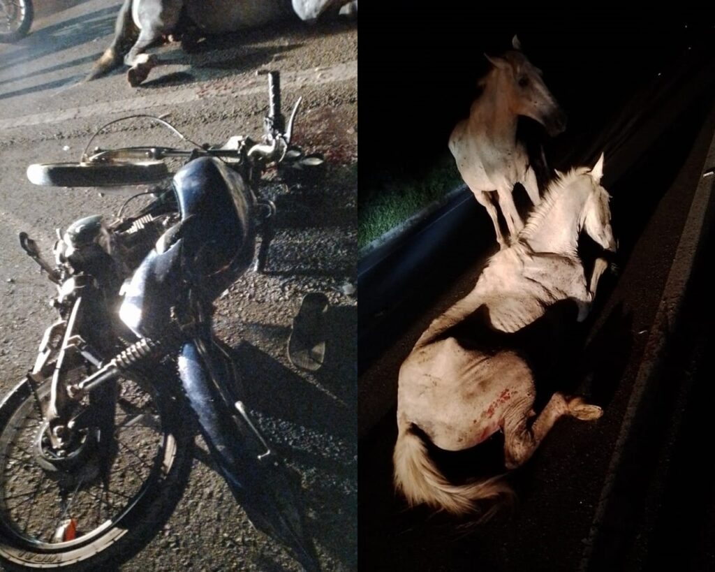 Motociclista colide em animal solto na pista e morre na BR 316 em Santana  do Ipanema - Sertão na Hora